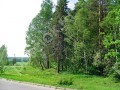 Фотография Покровский лес 6
